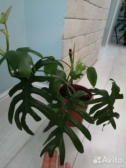 Филодендроны