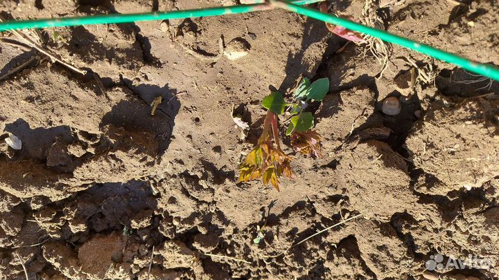 Пионы ито гибриды Canary Brilliants