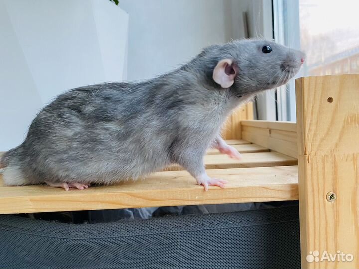 Крыса Дамбо