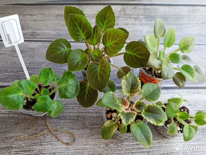 Детки сортовые фиалки