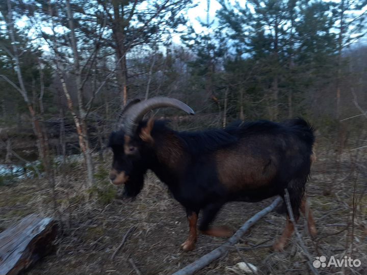 Продам. Козел альпийский