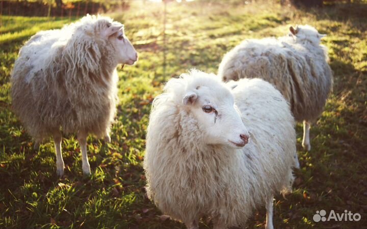 Шерсть овечья натуральная