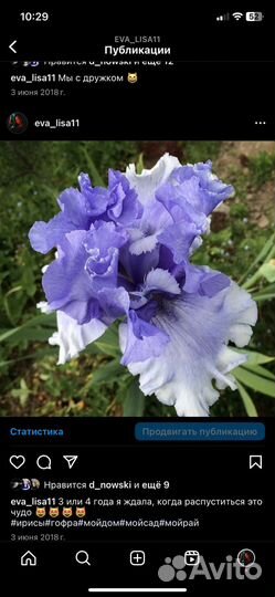 Ирис сортовой