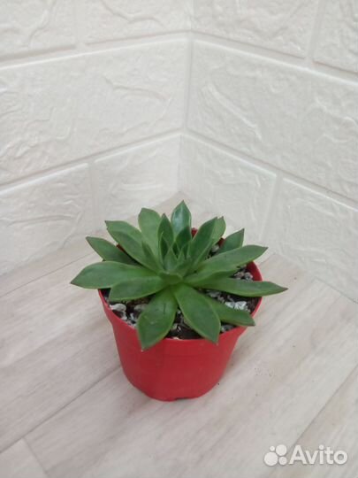 Суккуленты