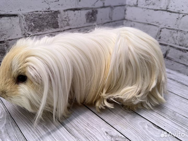 Морская свинка шелти, мальчик