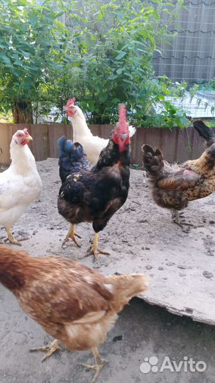 Продам петуха