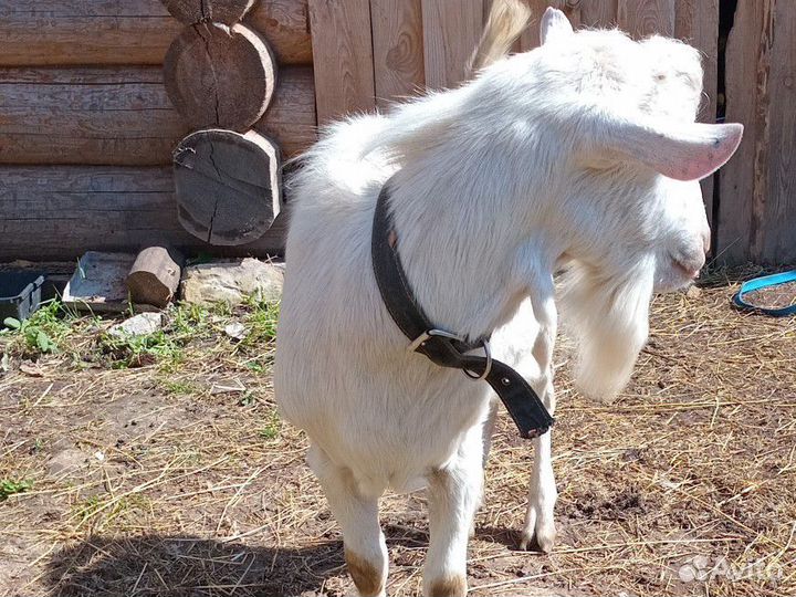 Козёл зааненский