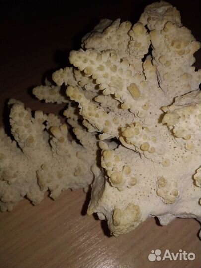 Коралл морской