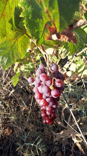 Участок 33 га (СНТ, ДНП)