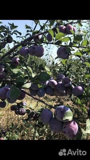 Слива кабардинка