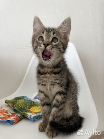 Кот мальчик