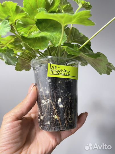 Ив-Столбовая Дворянка Пеларгония герань