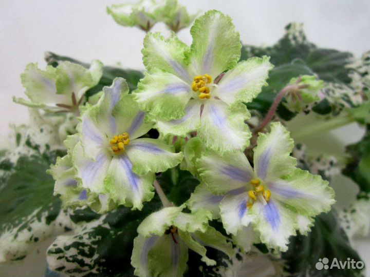 Фиалки сортовые бесплатно