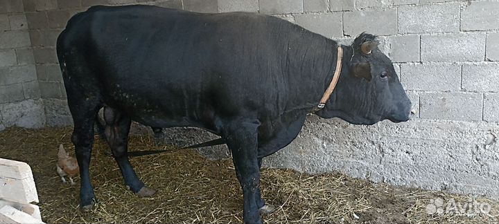 Бычок красавец