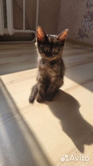 Домашние животные кошки