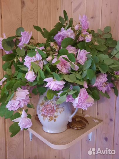 Канадская роза парковая Свит Аделин(Sweet Adelin)