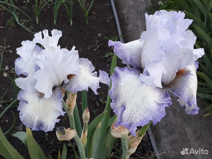 Ирисы бородатые