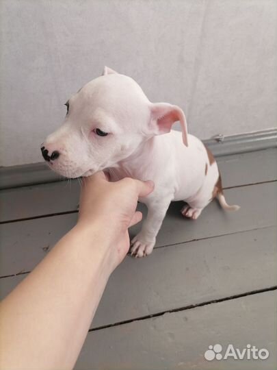 Амстафф щенок