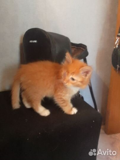 Рыжий котенок мальчик