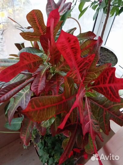 Кротон Эксилент (Кодиеум) - комнатное растение