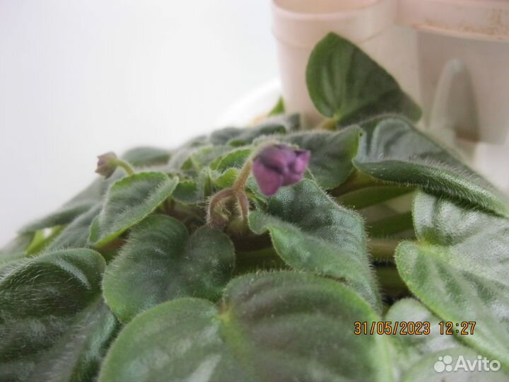 Фиалка сахарная вата мутанка царица савская