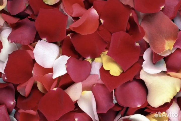 Лепестки красных роз