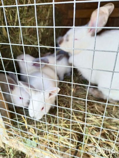 Мясо кролика