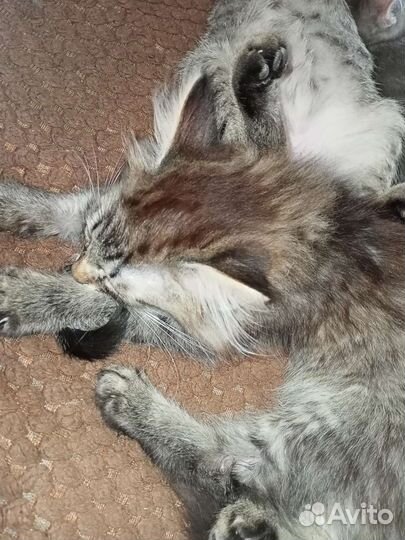 Котята в добрые руки бесплатно