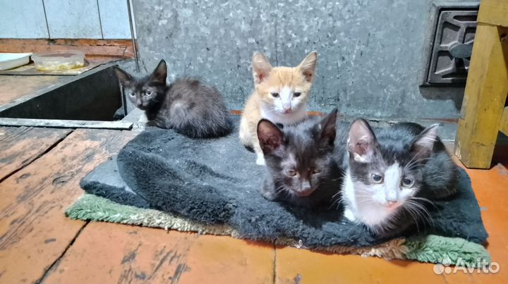 Котята в добрые руки