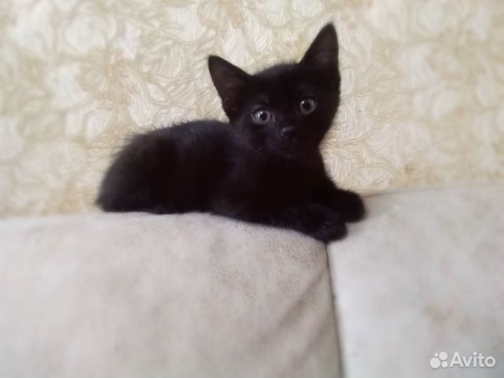 Экт.ситуация котята в добрые руки