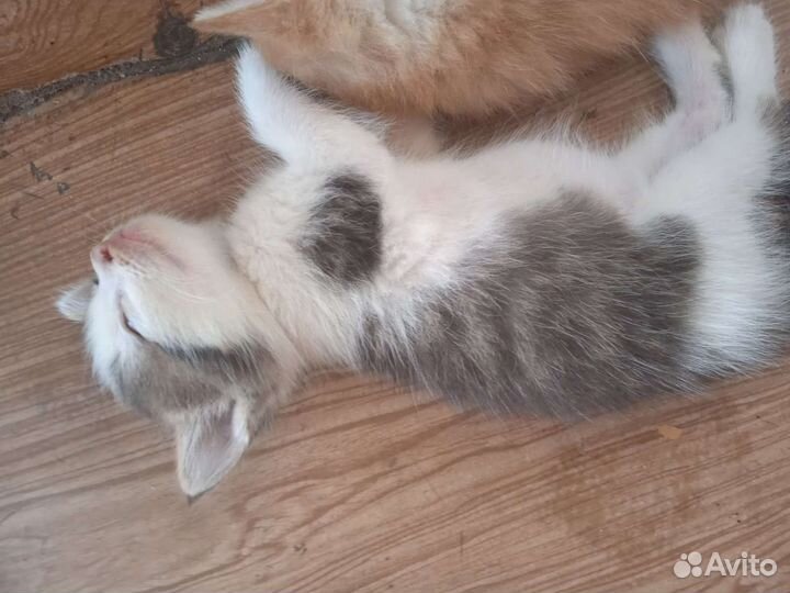 Котята в добрые руки бесплатно