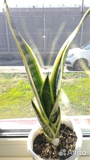 Сансевиерия