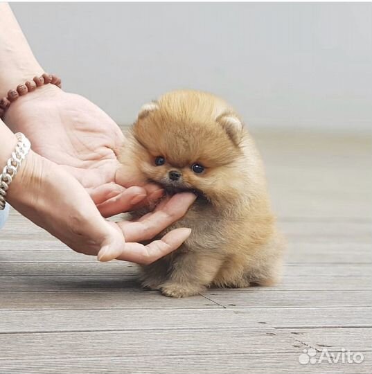 Шпиц померанский супер-мини лапочки