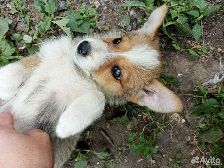 Щенки самые лучшие