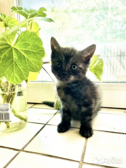 Британская кошка в дар