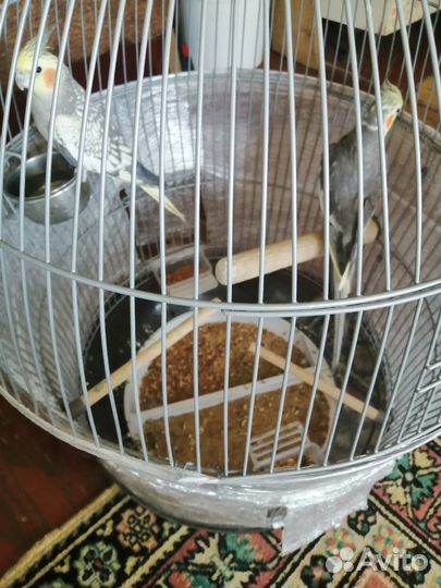 Попугай корелла с клеткой