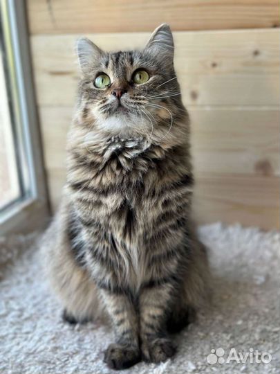 Кошка бесплатно