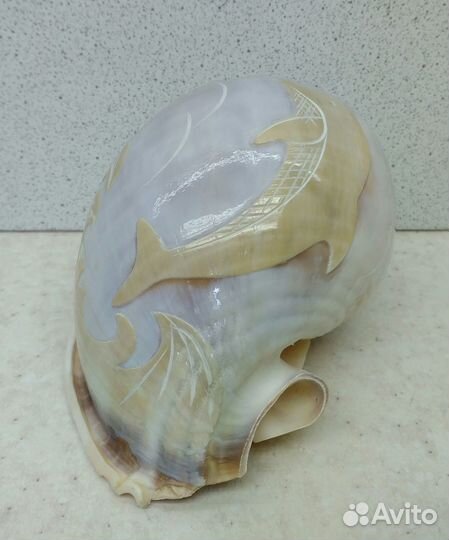 Фалиум с дельфином 10,3 морская ракушка раковина