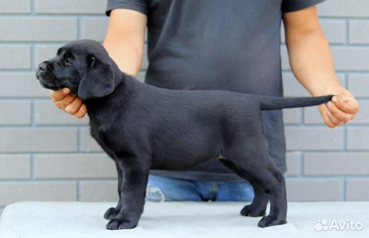 Щенки Лабрадора ретривера