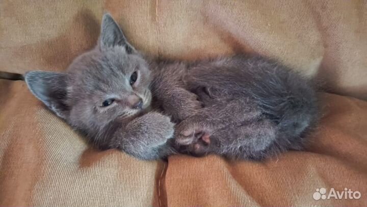 Котята в добрые руки бесплатно, девочки