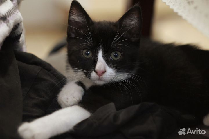 Милые котята ищут дом