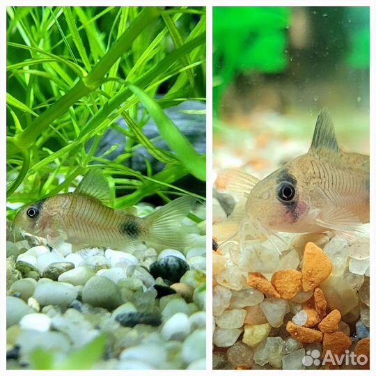 Коридорас панда сомик