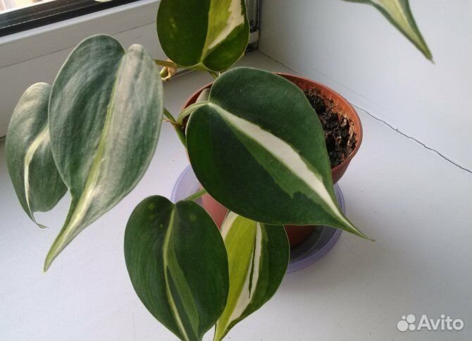 Сингониумкомнатные цветы