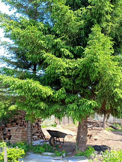 Саженцы Ели