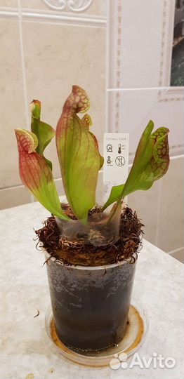 Саррацения (хищные растения )