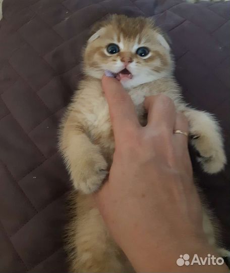 Шотландская