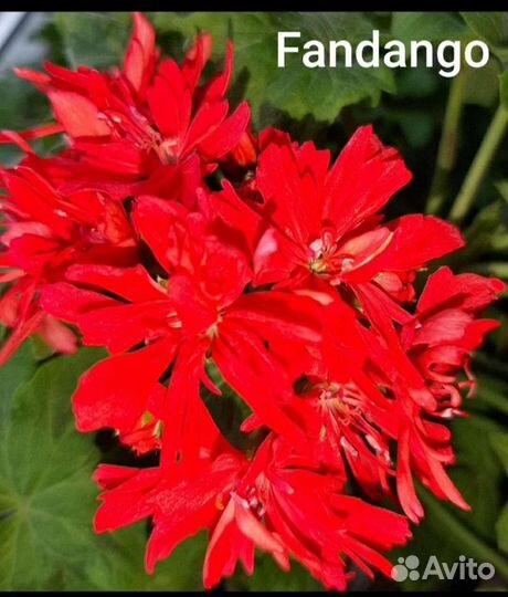 Стеллары зонартики Герань пеларгония