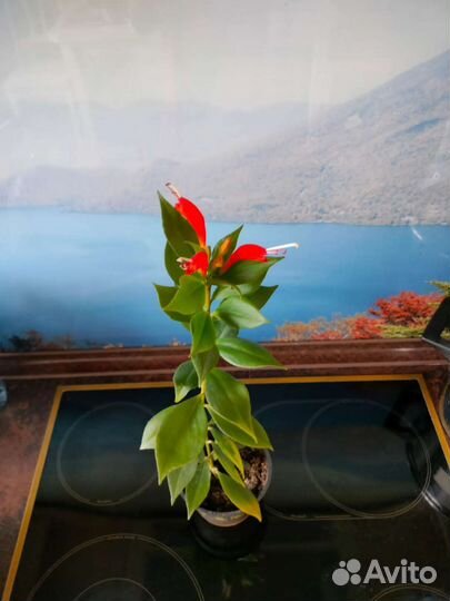 Эсхинантус