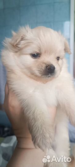 Щенки померанского шпица