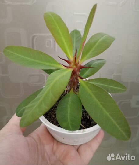 Молочай Миля крупноцветковый гибрид